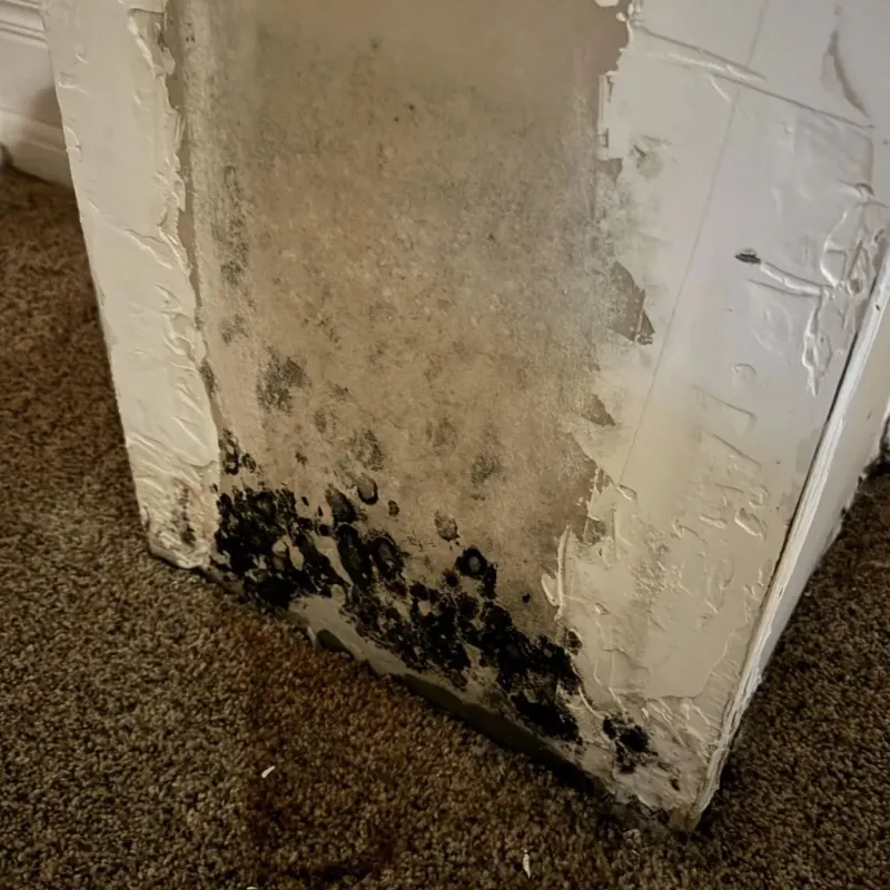 Professional Mold Removal in Hopkinton, NH